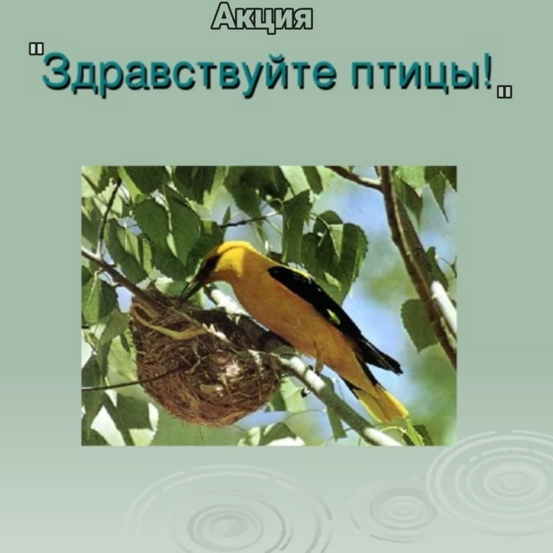 № 36 мектеп - "Сәлем, құстар!» науқанының қатысушылары!