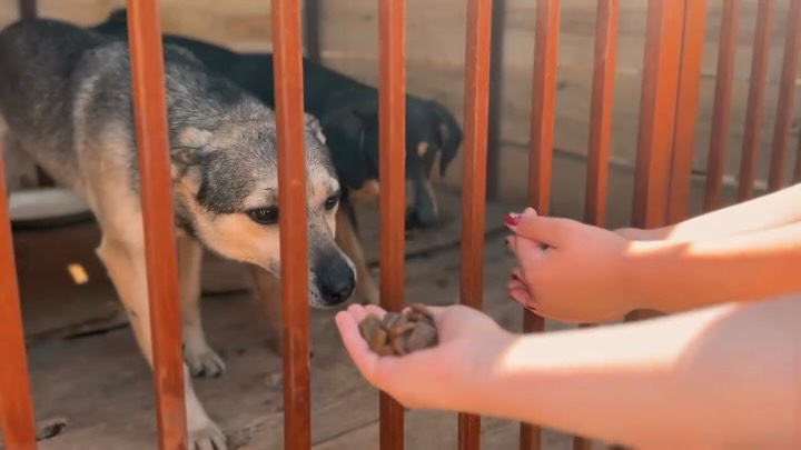 7 «Б» сыныбының «Жасыл клубы» (Зелёный клуб) және 6 «Г» сыныбының «Адал ұрпақ» клубы иттерге арналған баспанаға барып қайтты 🐾